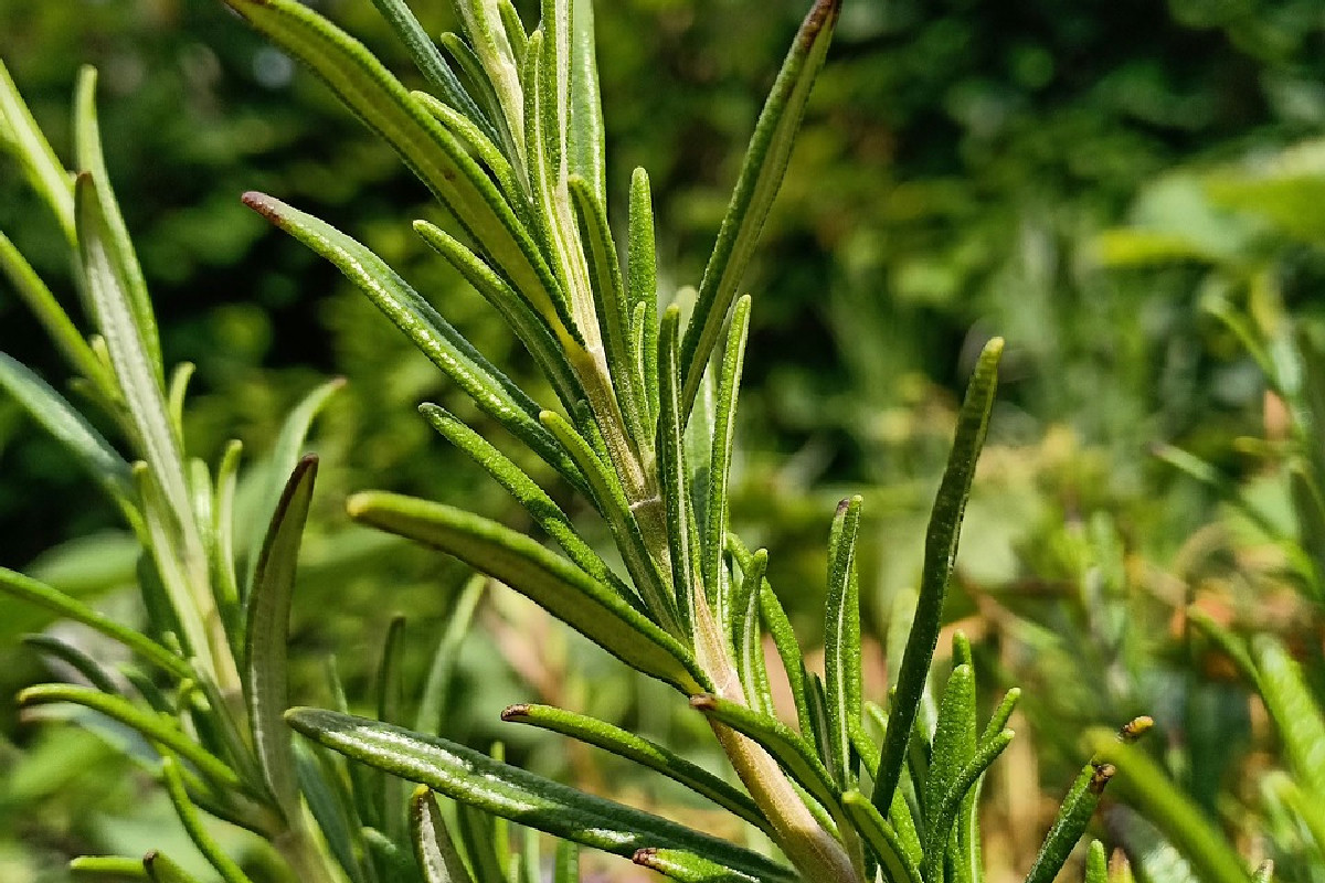 Rosmarino secco contro ragnetti e tarme: il metodo semplice che profuma e protegge la casa